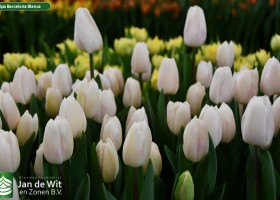 Tulipa Barcelona Blanca ® (2)